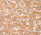 G Protein Subunit Alpha 11 antibody, LS-C332227, Lifespan Biosciences, Immunohistochemistry frozen image 