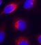 Elf2 antibody, orb14586, Biorbyt, Immunofluorescence image 