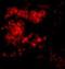 Lymphocyte Antigen 96 antibody, NBP1-77201, Novus Biologicals, Immunocytochemistry image 