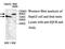 IQ Motif And Ubiquitin Domain Containing antibody, MBS416802, MyBioSource, Western Blot image 