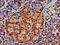Autophagy Related 4D Cysteine Peptidase antibody, LS-C399027, Lifespan Biosciences, Immunohistochemistry paraffin image 