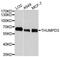 THUMP Domain Containing 3 antibody, PA5-76564, Invitrogen Antibodies, Western Blot image 