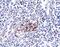 Interleukin 33 antibody, OAPB01354, Aviva Systems Biology, Immunohistochemistry frozen image 