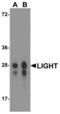 TNF Superfamily Member 14 antibody, LS-C669108, Lifespan Biosciences, Western Blot image 