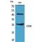 CD28 antibody, LS-C387014, Lifespan Biosciences, Western Blot image 