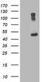 Tubulin Alpha 8 antibody, CF501159, Origene, Western Blot image 