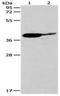 NAD-dependent deacetylase sirtuin-3 antibody, orb107437, Biorbyt, Western Blot image 