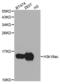 Histone Cluster 3 H3 antibody, STJ29399, St John