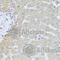 Pyruvate Dehydrogenase Kinase 3 antibody, A8028, ABclonal Technology, Immunohistochemistry paraffin image 