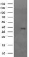 Dual specificity mitogen-activated protein kinase kinase 3 antibody, CF505890, Origene, Western Blot image 