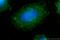 CD44 antibody, 60224-1-Ig, Proteintech Group, Immunofluorescence image 