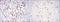 FYN Proto-Oncogene, Src Family Tyrosine Kinase antibody, MA5-15865, Invitrogen Antibodies, Immunohistochemistry frozen image 