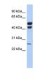 Lipase F, Gastric Type antibody, orb330542, Biorbyt, Western Blot image 