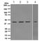 TAR DNA Binding Protein antibody, ab109535, Abcam, Western Blot image 