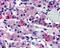 Arginine Vasopressin Receptor 1B antibody, NB100-96917, Novus Biologicals, Immunohistochemistry frozen image 