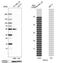 CUGBP Elav-Like Family Member 2 antibody, NBP2-48646, Novus Biologicals, Western Blot image 