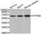 Protein Tyrosine Phosphatase Non-Receptor Type 6 antibody, MBS127971, MyBioSource, Western Blot image 