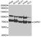 Calpain 1 antibody, MBS127141, MyBioSource, Western Blot image 