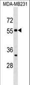 Septin 10 antibody, LS-C158940, Lifespan Biosciences, Western Blot image 