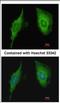 CRIP2 antibody, NBP2-16012, Novus Biologicals, Immunofluorescence image 