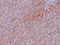 TBK1 Binding Protein 1 antibody, 5397, ProSci Inc, Immunohistochemistry frozen image 