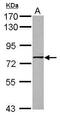 G Protein Nucleolar 1 (Putative) antibody, PA5-29508, Invitrogen Antibodies, Western Blot image 