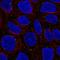 WD repeat-containing protein 72 antibody, HPA048212, Atlas Antibodies, Immunocytochemistry image 