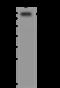 SRSF Protein Kinase 1 antibody, 204253-T38, Sino Biological, Western Blot image 