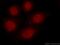 Histone Deacetylase 1 antibody, 16160-1-AP, Proteintech Group, Immunofluorescence image 