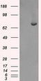 Fermitin Family Member 2 antibody, LS-C114608, Lifespan Biosciences, Western Blot image 