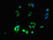 Dolichyl-Phosphate Mannosyltransferase Subunit 1, Catalytic antibody, LS-C671573, Lifespan Biosciences, Immunofluorescence image 