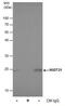 Nudix Hydrolase 21 antibody, PA5-78352, Invitrogen Antibodies, Immunoprecipitation image 