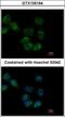 Heat Shock Protein Family A (Hsp70) Member 1 Like antibody, GTX105164, GeneTex, Immunocytochemistry image 