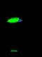 NME/NM23 Nucleoside Diphosphate Kinase 1 antibody, GTX02378, GeneTex, Immunoprecipitation image 