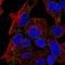 Transmembrane Protein 135 antibody, HPA056685, Atlas Antibodies, Immunocytochemistry image 