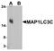 Microtubule Associated Protein 1 Light Chain 3 Gamma antibody, A08533, Boster Biological Technology, Western Blot image 