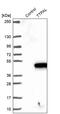 Alpha Tocopherol Transfer Protein Like antibody, PA5-61381, Invitrogen Antibodies, Western Blot image 