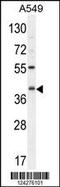 C5AR1 antibody, 55-354, ProSci, Western Blot image 