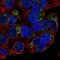 Growth Differentiation Factor 15 antibody, NBP2-68911, Novus Biologicals, Immunofluorescence image 