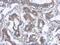 Death Associated Protein Kinase 2 antibody, PA5-29943, Invitrogen Antibodies, Immunohistochemistry paraffin image 