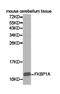 FKBP Prolyl Isomerase 1A antibody, A04492-2, Boster Biological Technology, Western Blot image 