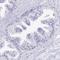 Tissue Factor Pathway Inhibitor 2 antibody, HPA049158, Atlas Antibodies, Immunohistochemistry frozen image 