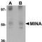 MDIG antibody, TA306928, Origene, Western Blot image 