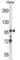 Transcription elongation factor B polypeptide 3 antibody, abx027870, Abbexa, Western Blot image 