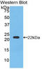 Apolipoprotein B antibody, LS-C299066, Lifespan Biosciences, Western Blot image 