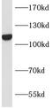 Integrator Complex Subunit 8 antibody, FNab04365, FineTest, Western Blot image 