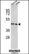 Elongation factor Tu, mitochondrial antibody, MBS9200810, MyBioSource, Western Blot image 