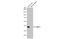 G Protein Subunit Alpha Transducin 1 antibody, GTX105960, GeneTex, Western Blot image 