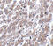 Matrilin 1 antibody, 5125, ProSci Inc, Immunohistochemistry paraffin image 