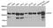 Transmembrane protease serine 2 antibody, A00666, Boster Biological Technology, Western Blot image 